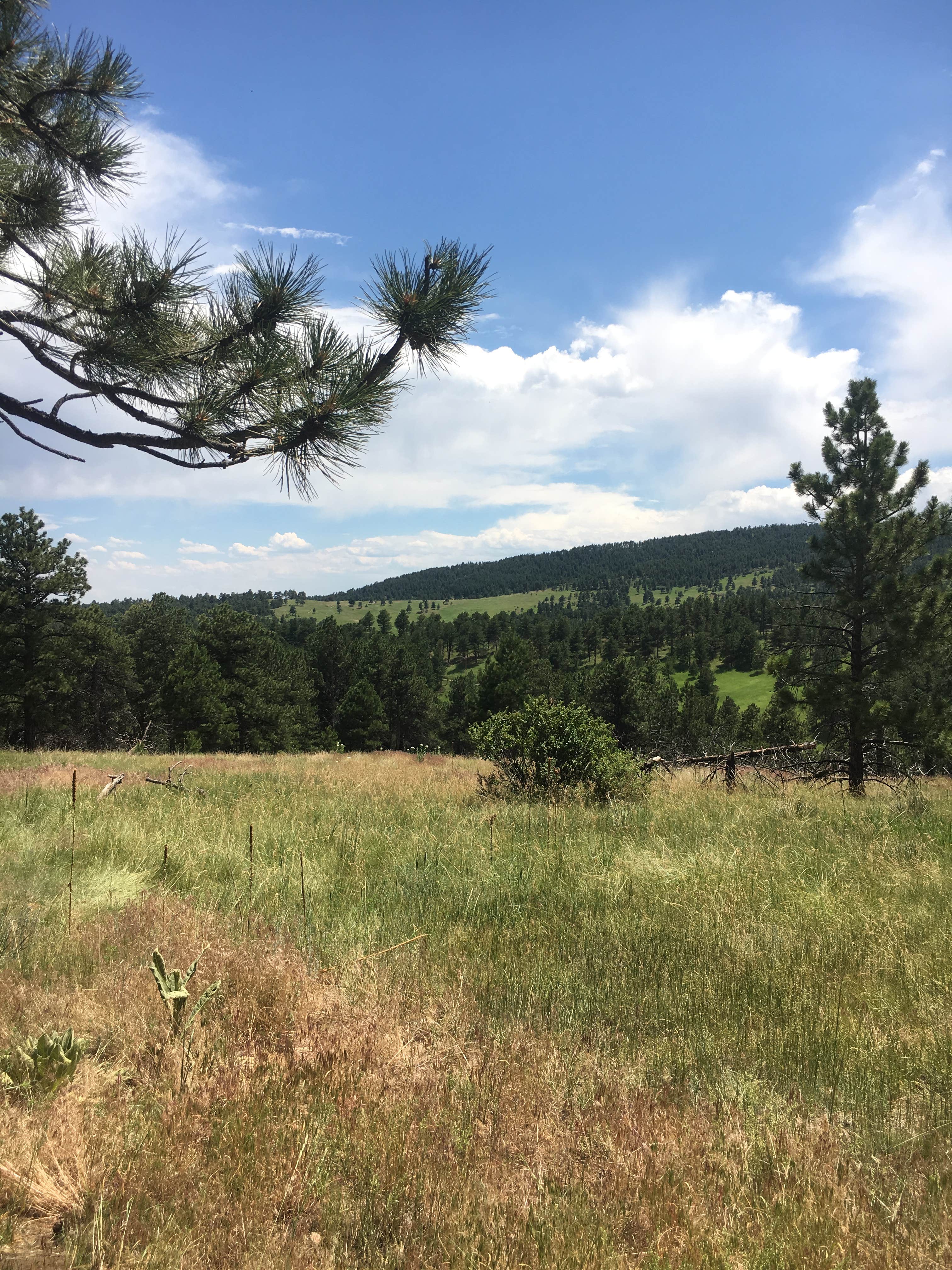 sawmill camping resort