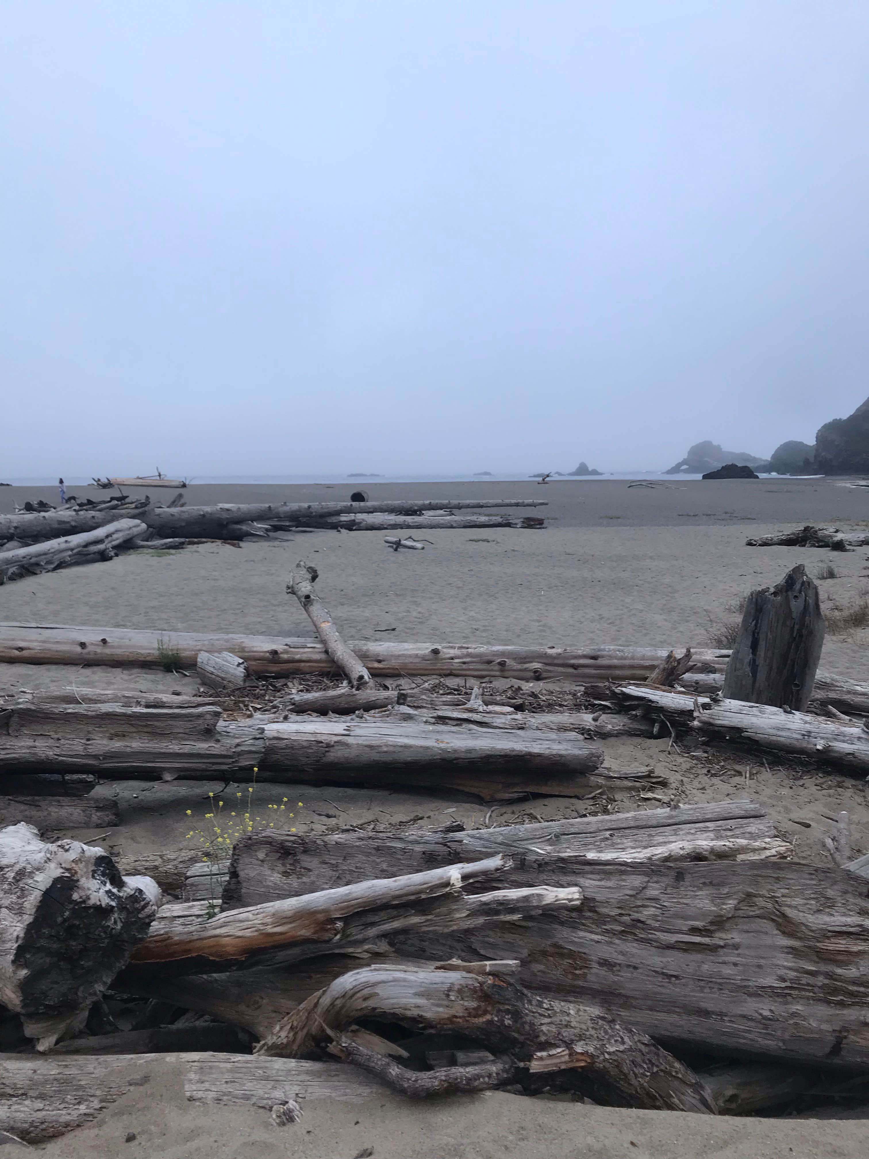 Camper-submitted photo at Navarro Beach Campground — Navarro River Redwoods State Park near Comptche, CA