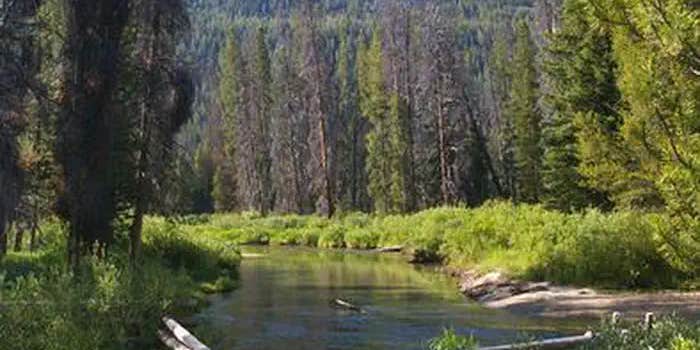 Camper submitted image from Alturas Inlet Campground