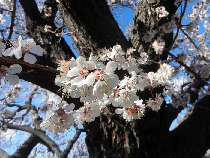 Camper-submitted photo at Upper Lehman Creek Campground — Great Basin National Park near Baker, NV
