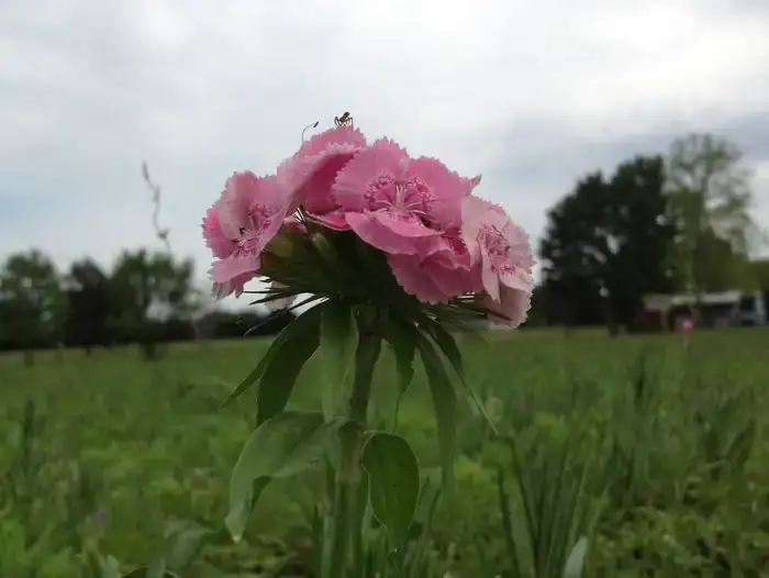 Camper-submitted photo at Foscue Creek near Black Warrior and Tombigbee Lakes