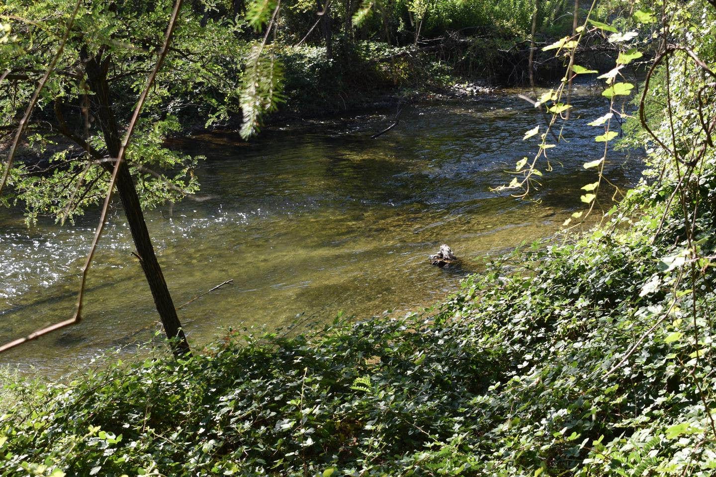 Camper submitted image from Peltier Bridge Primitive Campground — Whiskeytown-Shasta-Trinity National Recreation Area - 4