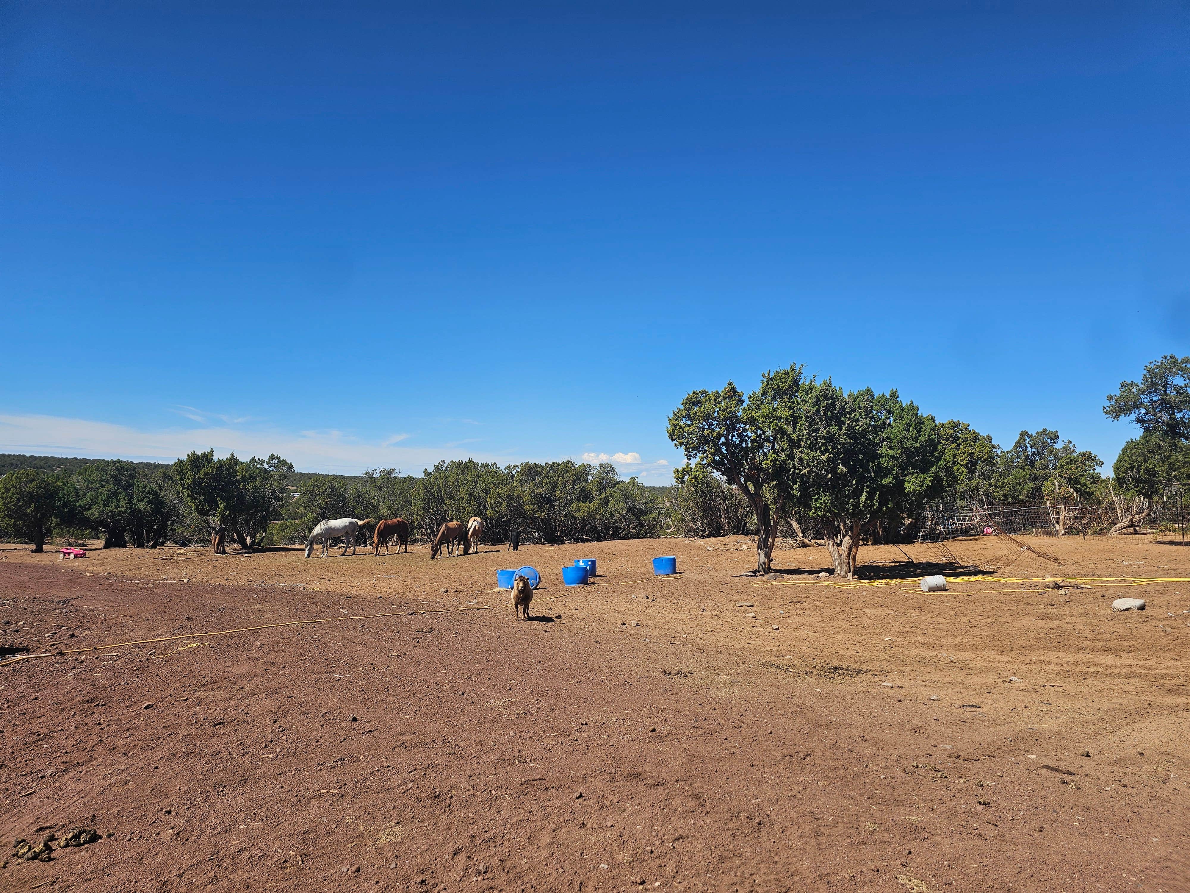 Emma B.'s photo of camping with pets at Mystical Meadows near Show Low, AZ