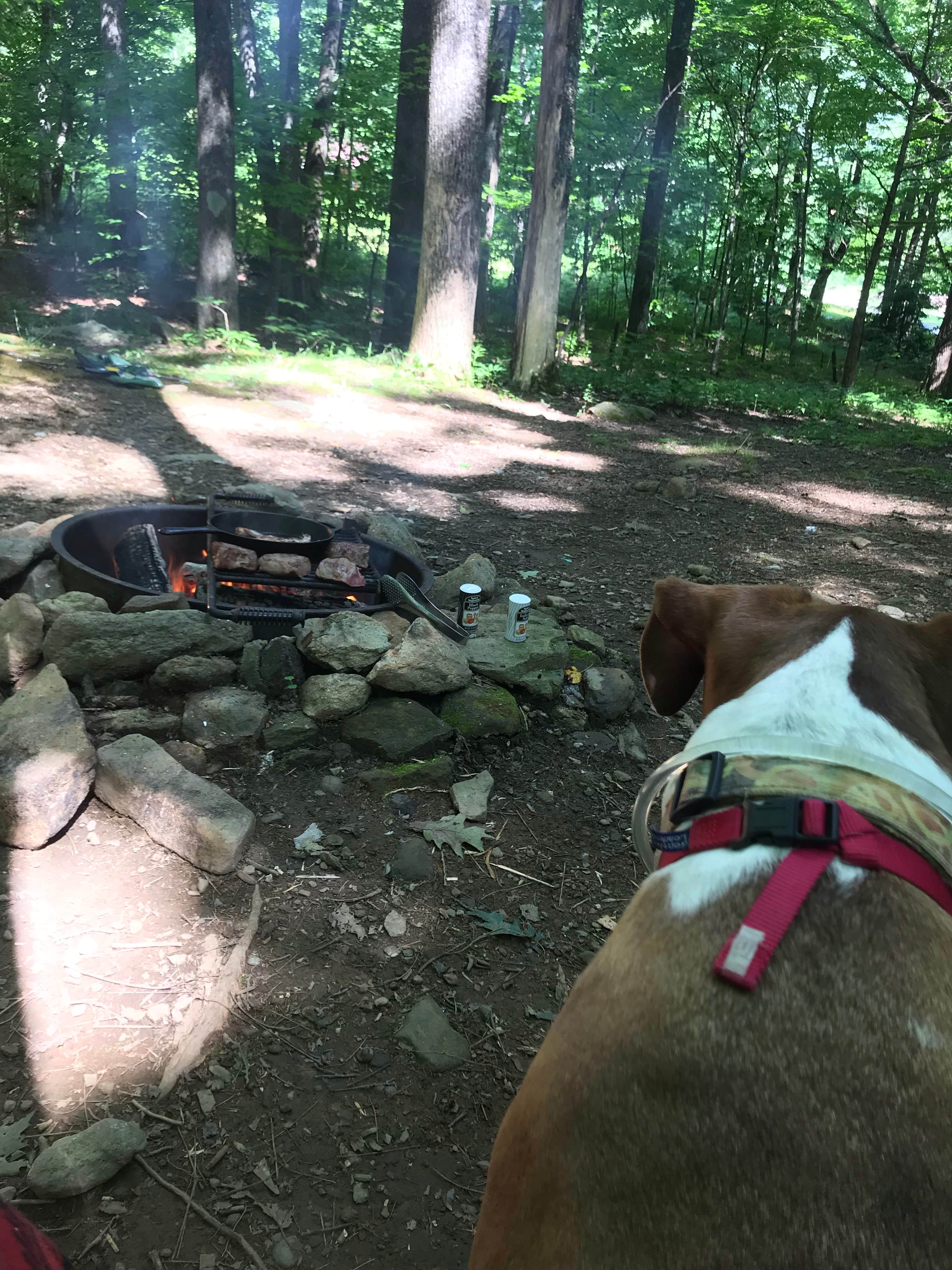 Nicole L.'s photo of camping with pets at Grandfather Campground near Beech Mountain, NC