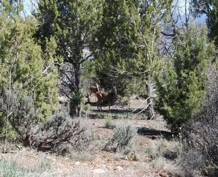 Camper-submitted photo at mcphee recreation complex near Norwood, CO