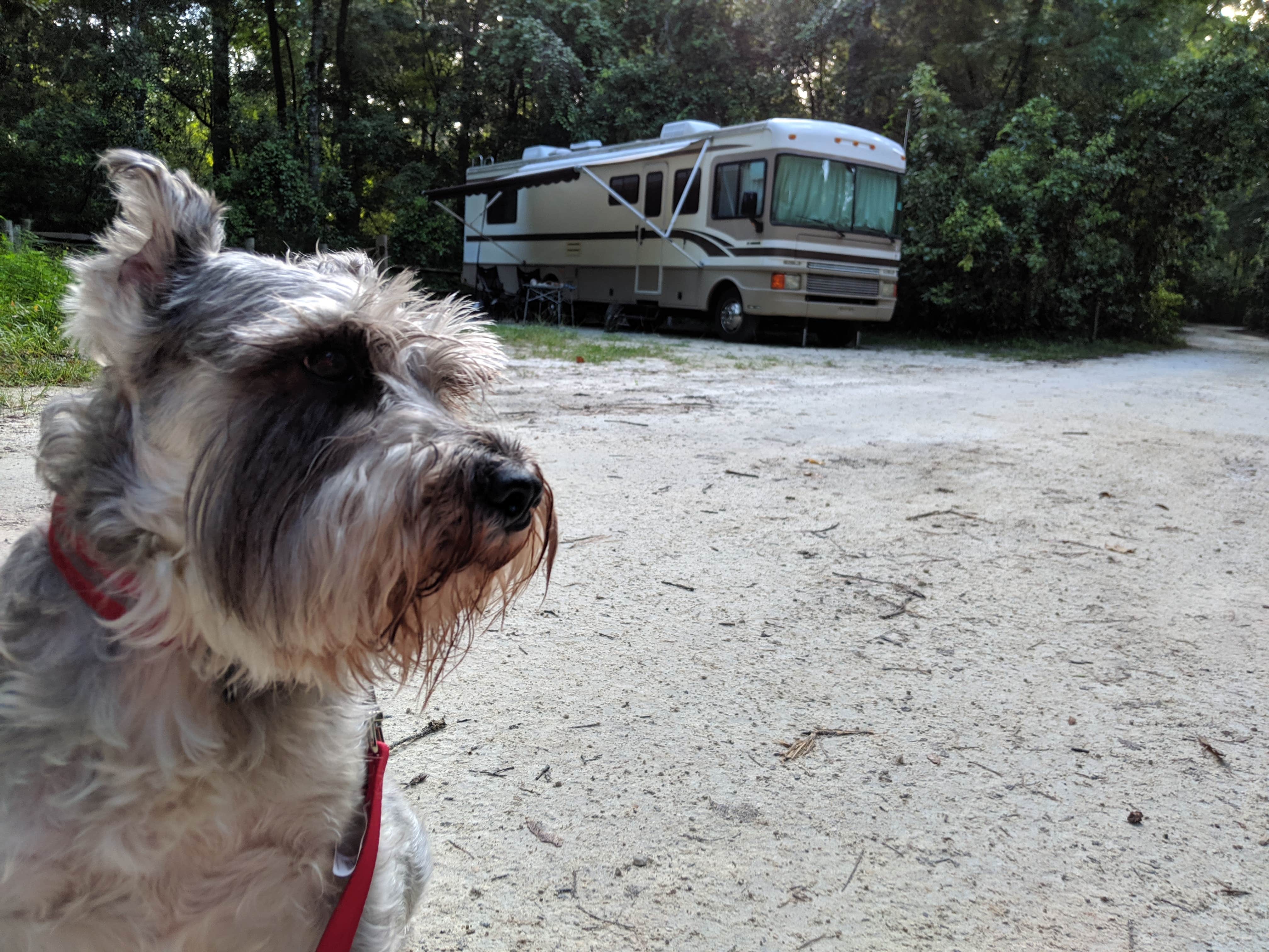 SouthernGinger's photo of camping with pets at Dogwood Campground — O'Leno State Park near Bell, FL
