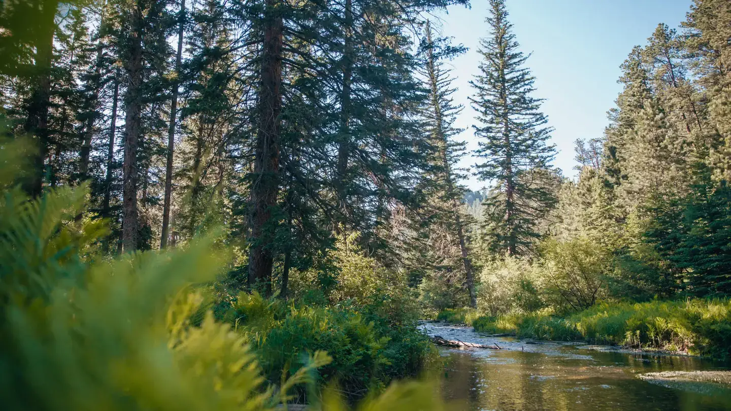 Camper-submitted photo at Boxelder Forks Campground — Black Hills National Forest near Blackhawk, SD