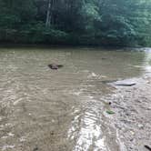 Review photo of Steele Creek Park & Campground by Nicole L., August 5, 2019