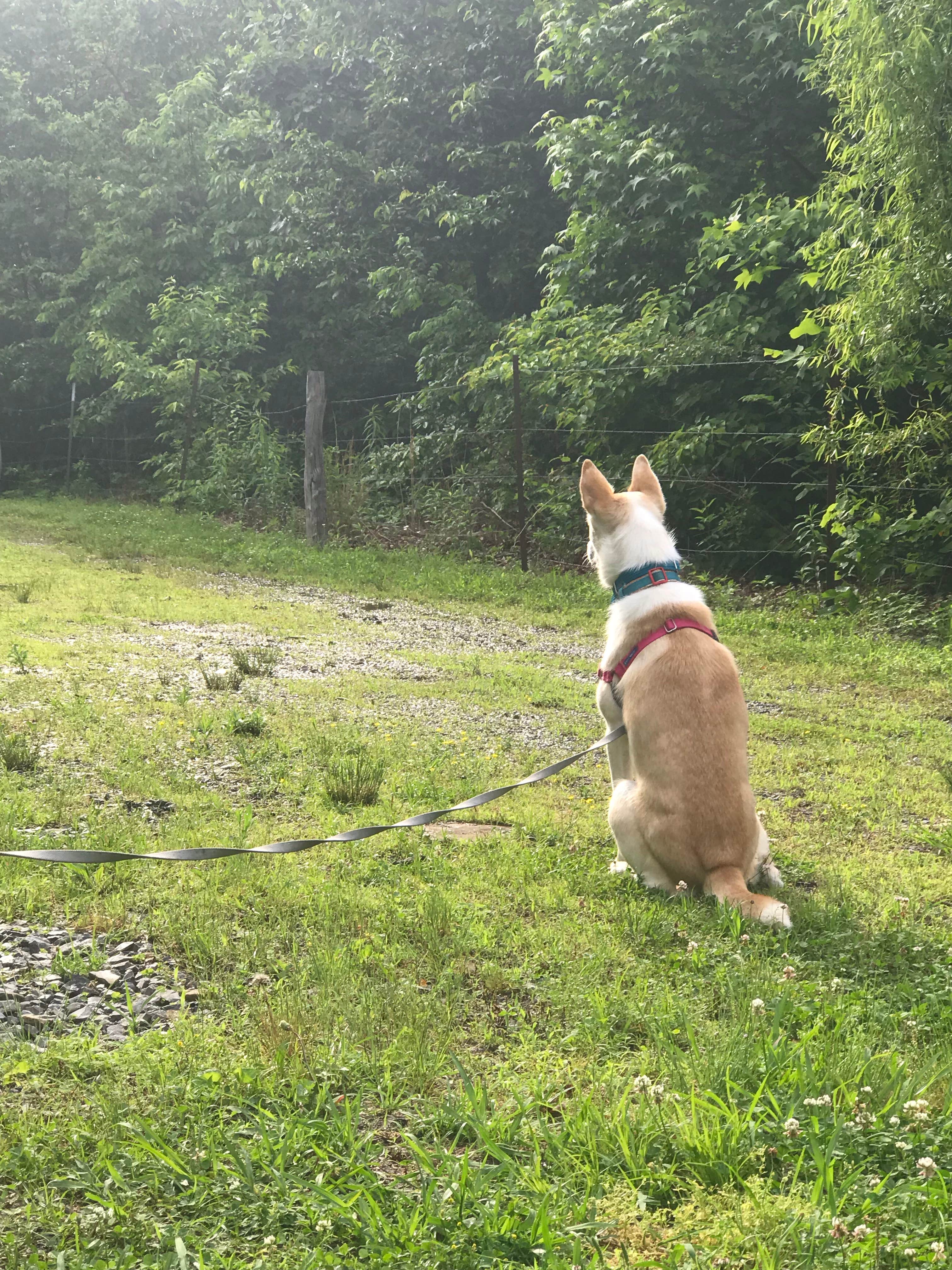 Camper-submitted photo at Old Mountain Campground near Cherokee National Forest