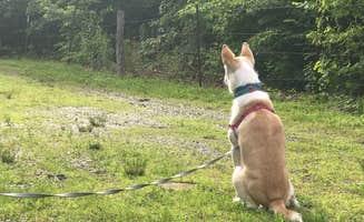 Nicole L.'s photo of camping with pets at Old Mountain Campground near Cherokee National Forest