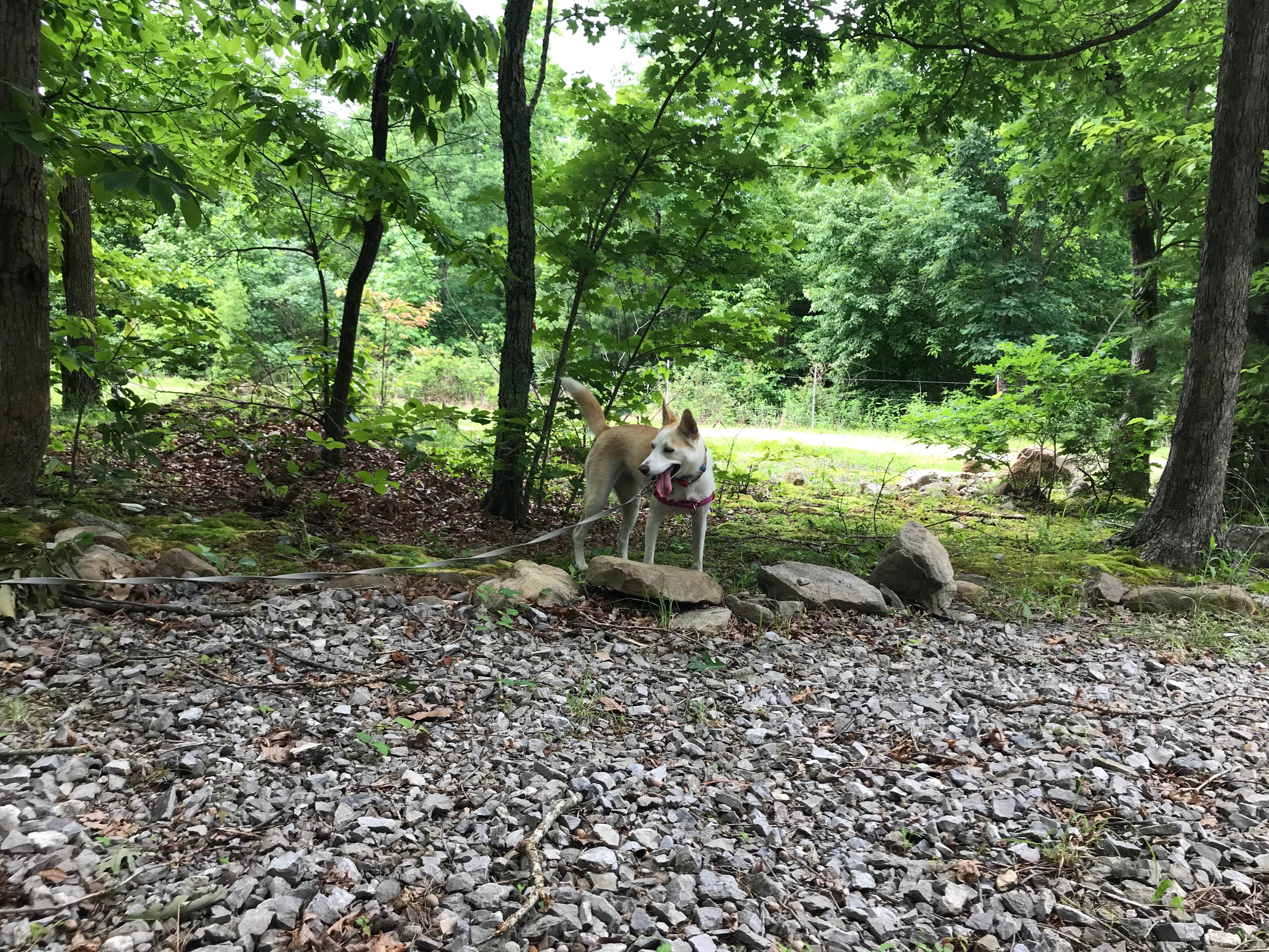 Camper-submitted photo at Old Mountain Campground near Cherokee National Forest