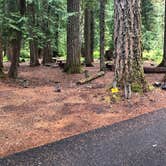 Review photo of Ohanapecosh Campground — Mount Rainier National Park by Tom K., August 5, 2019