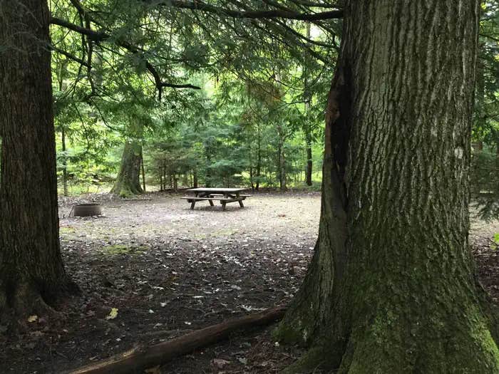 Camper submitted image from Hearts Content Recreation Area - 1