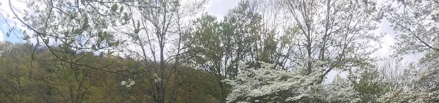 Camper-submitted photo at Rocky Bluff Campground — National Forests In North Carolina near Hot Springs, NC