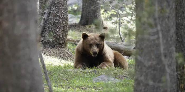 Camper submitted image from Porcupine Flat Campground — Yosemite National Park