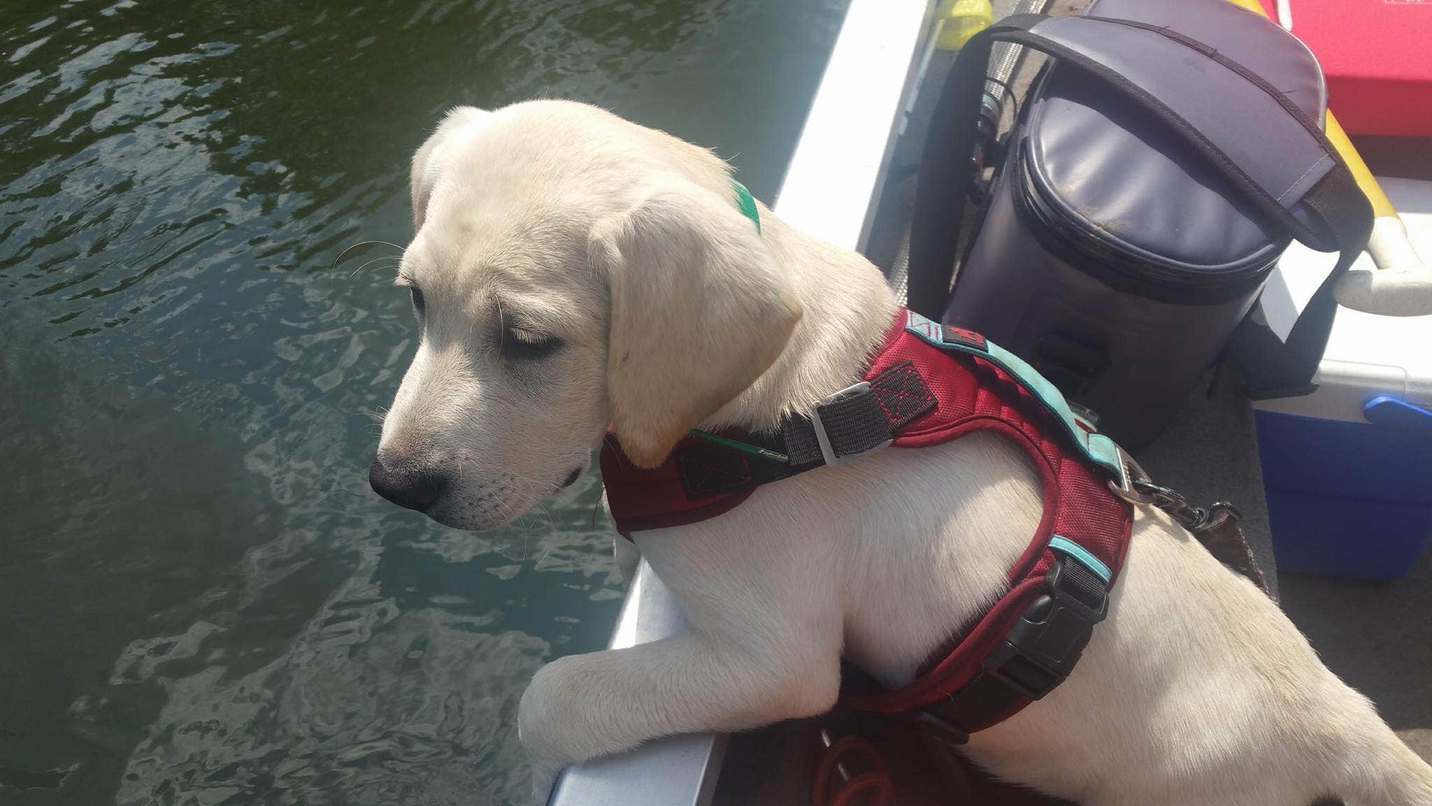 Kaitlyn  .'s photo of camping with pets at Edgar Evins State Park Campground near Monterey, TN