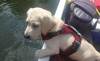 Kaitlyn .'s photo of camping with pets at Edgar Evins State Park Campground near Center Hill Lake