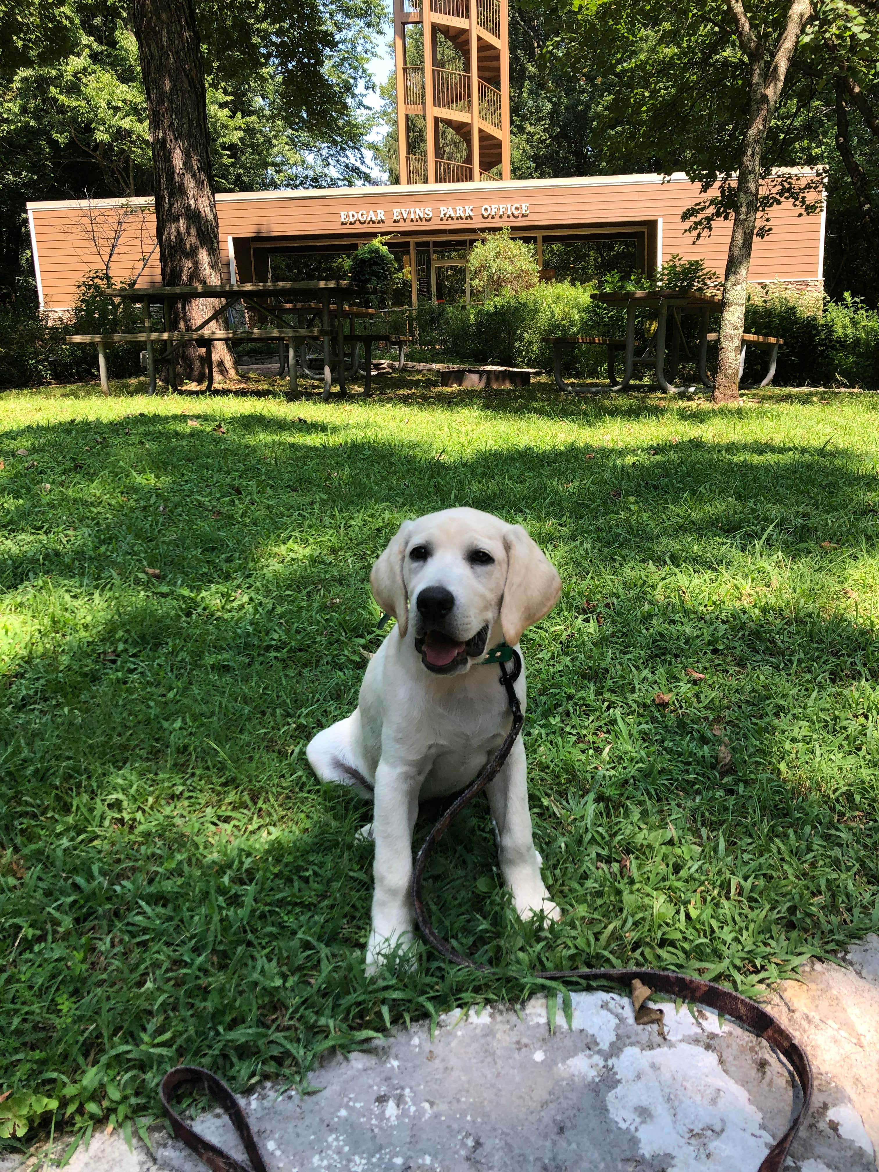 Kaitlyn  .'s photo of camping with pets at Edgar Evins State Park Campground near Granville, TN