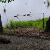 Review photo of Hamburg State Park Campground by paul Z., October 16, 2025
