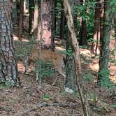 Review photo of David Crockett State Park Campground by Nickie F., May 3, 2019