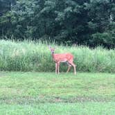 Review photo of Raccoon Ridge — Harry S Truman State Park by Kassandra  W., August 5, 2019