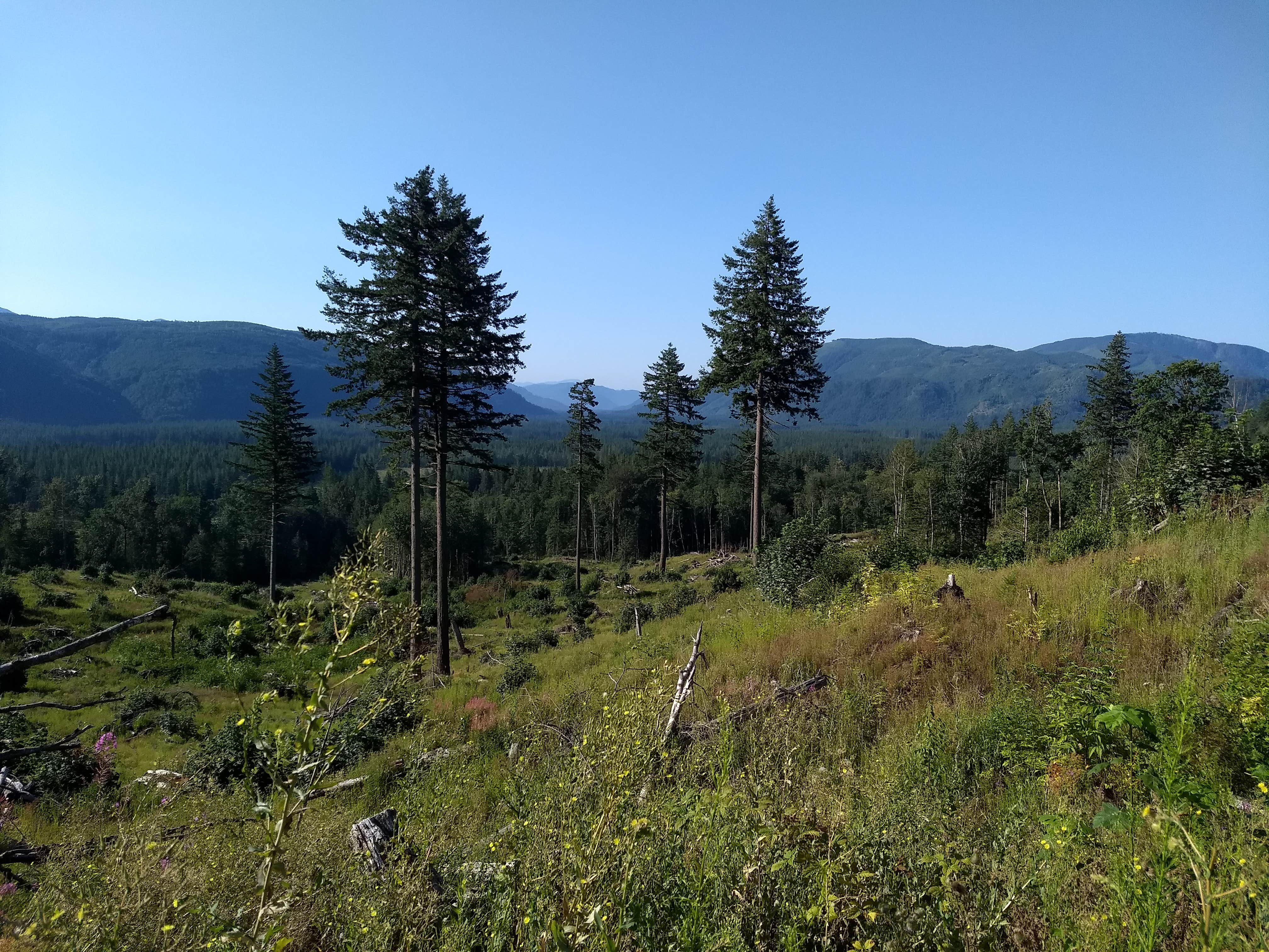 Camper-submitted photo at Hidden Meadow Retreat near Nooksack, WA