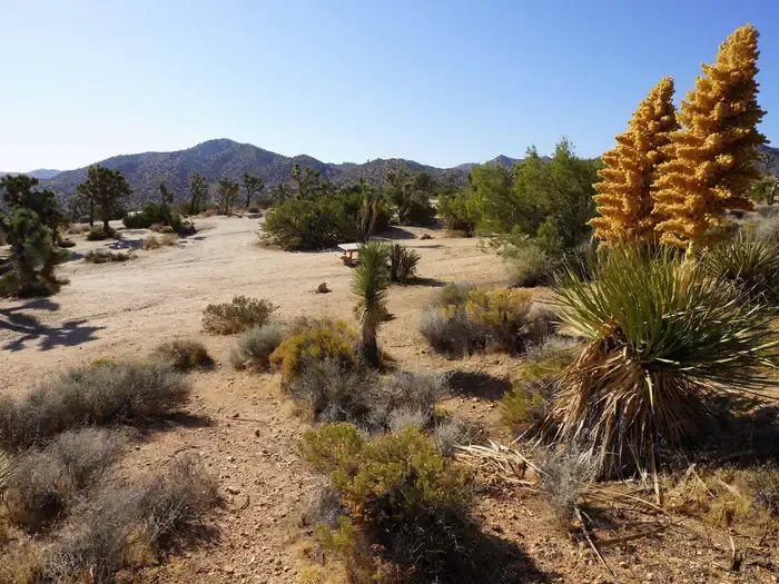 Camper-submitted photo at Black Rock Campground — Joshua Tree National Park near Twentynine Palms, CA