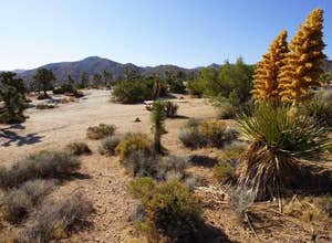 Black Rock Campground — Joshua Tree National Park