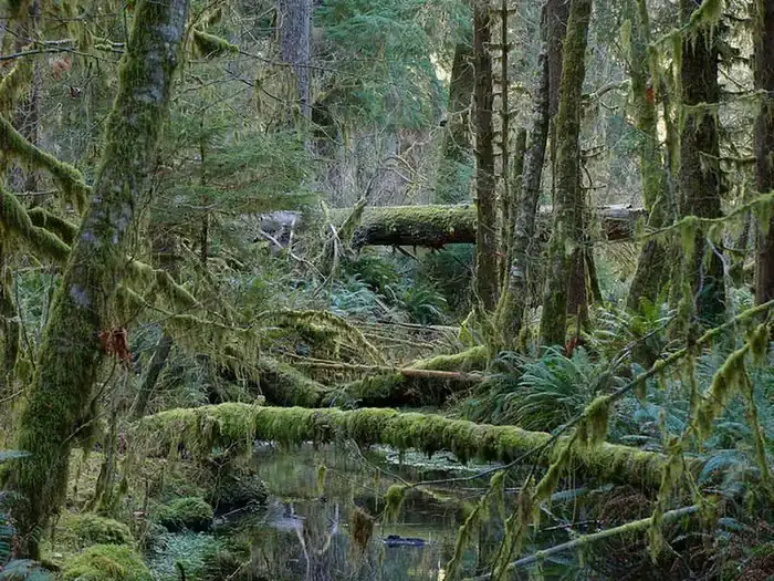 Camper-submitted photo at Hoh Campground — Olympic National Park near Joyce, WA