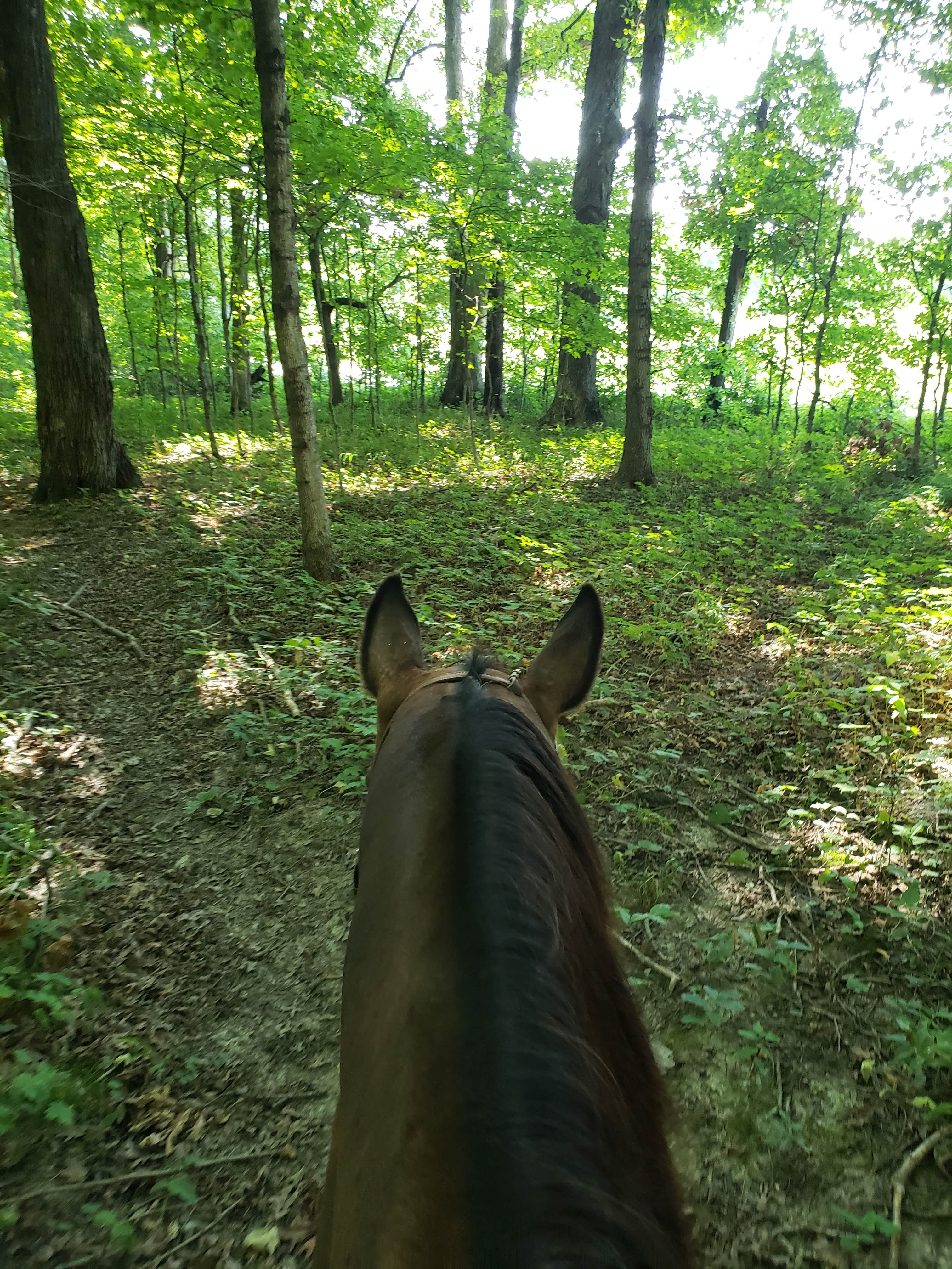 Lawrence V.'s photo of camping with a horse at Moraine View State Recreational Area near Minonk, IL