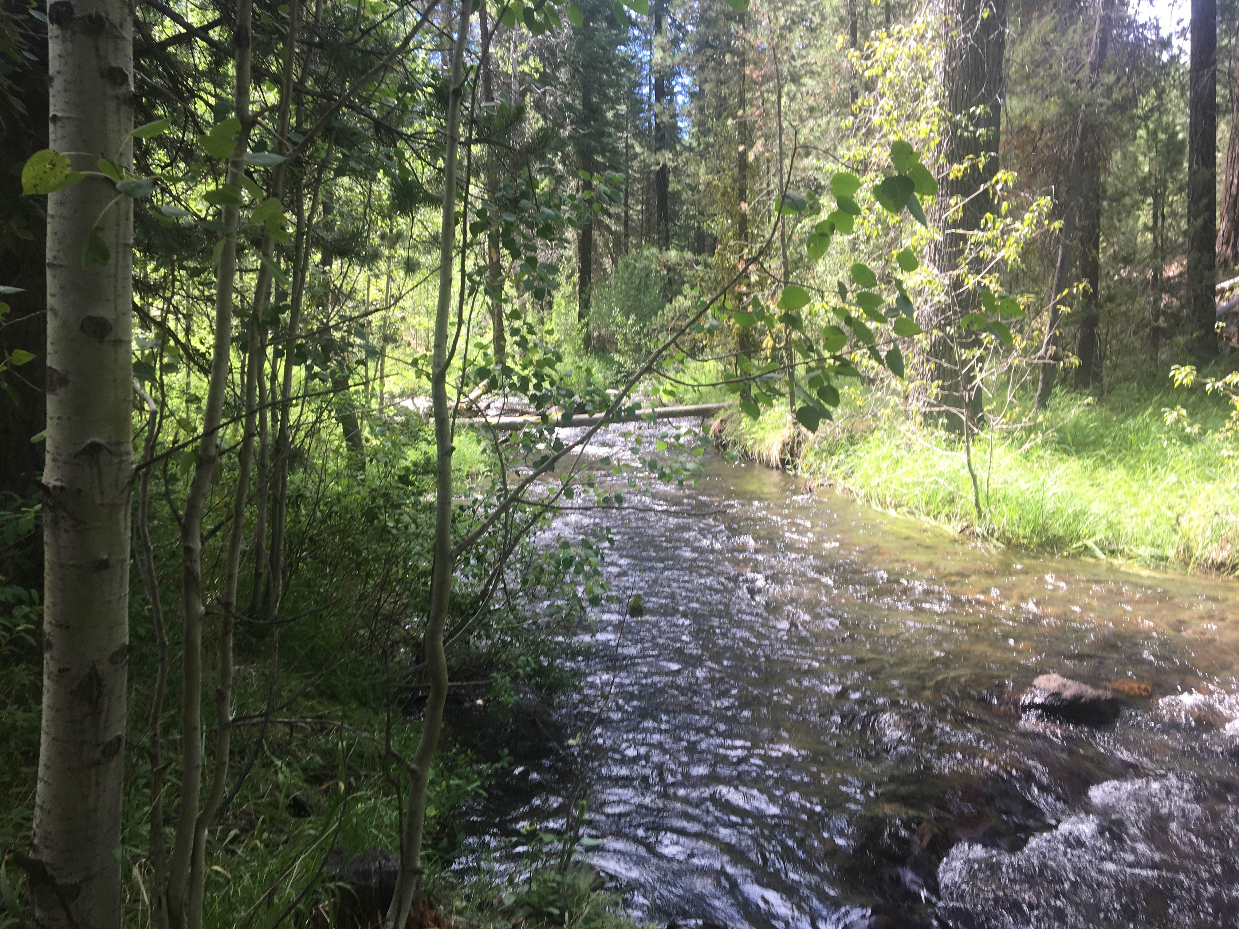 Camper submitted image from Butte Creek Campground - 4