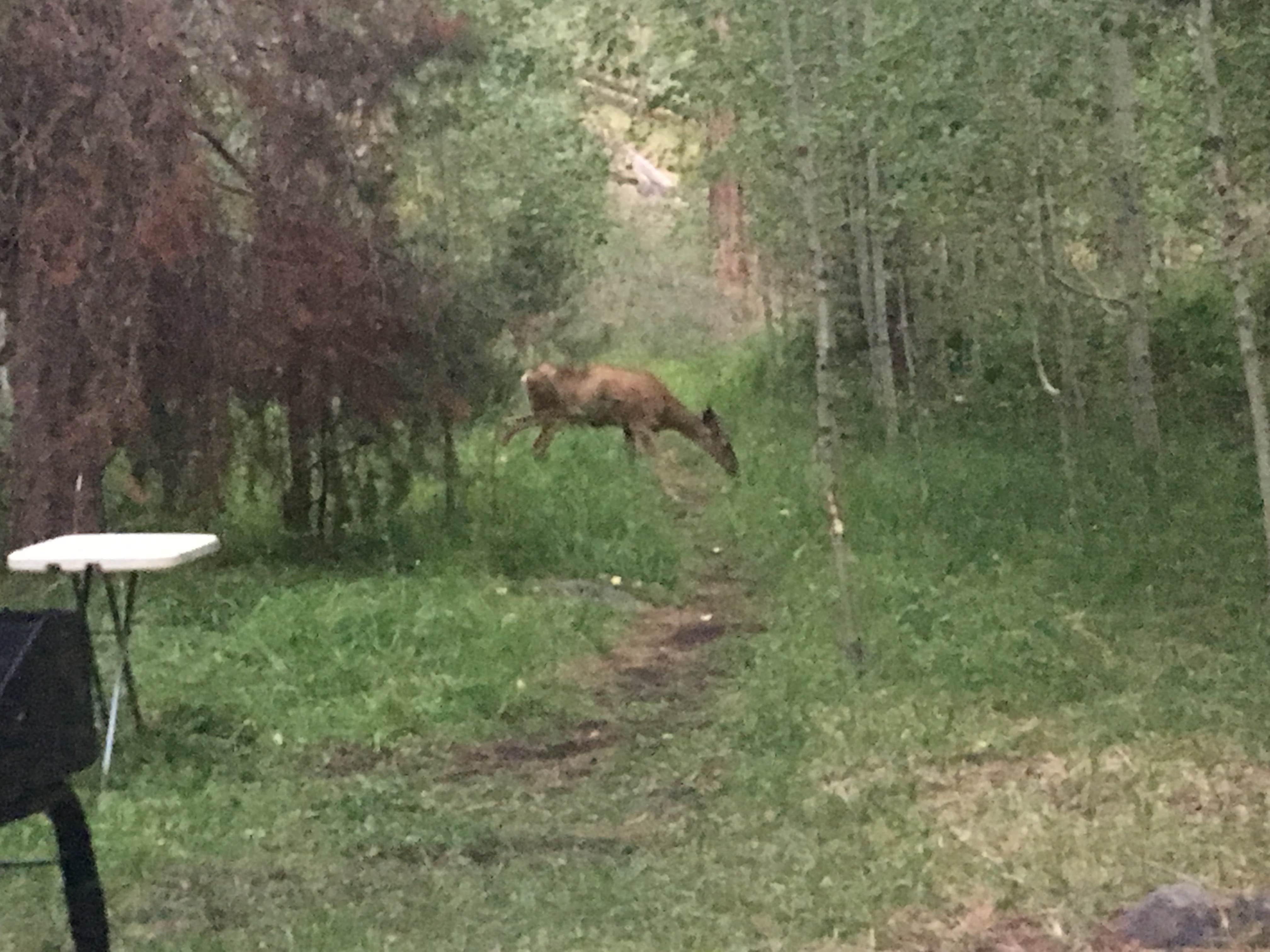 Camper submitted image from Butte Creek Campground - 5