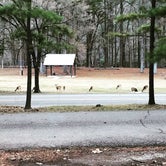 Review photo of Beavers Bend State Park Campground by Brandi G., August 6, 2019