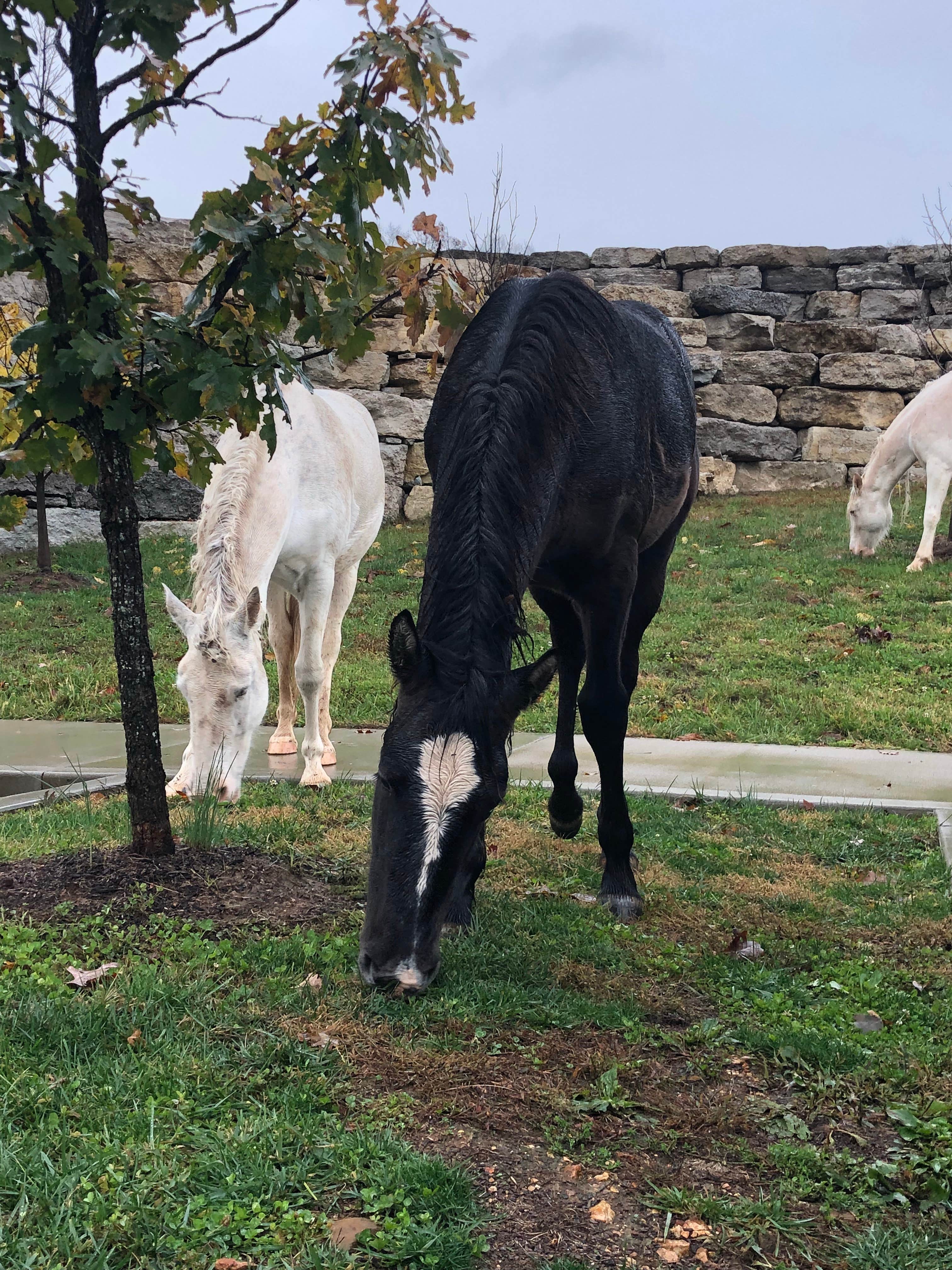 J K.'s photo of camping with a horse at Timbuktu Campground — Echo Bluff State Park near Alton, MO