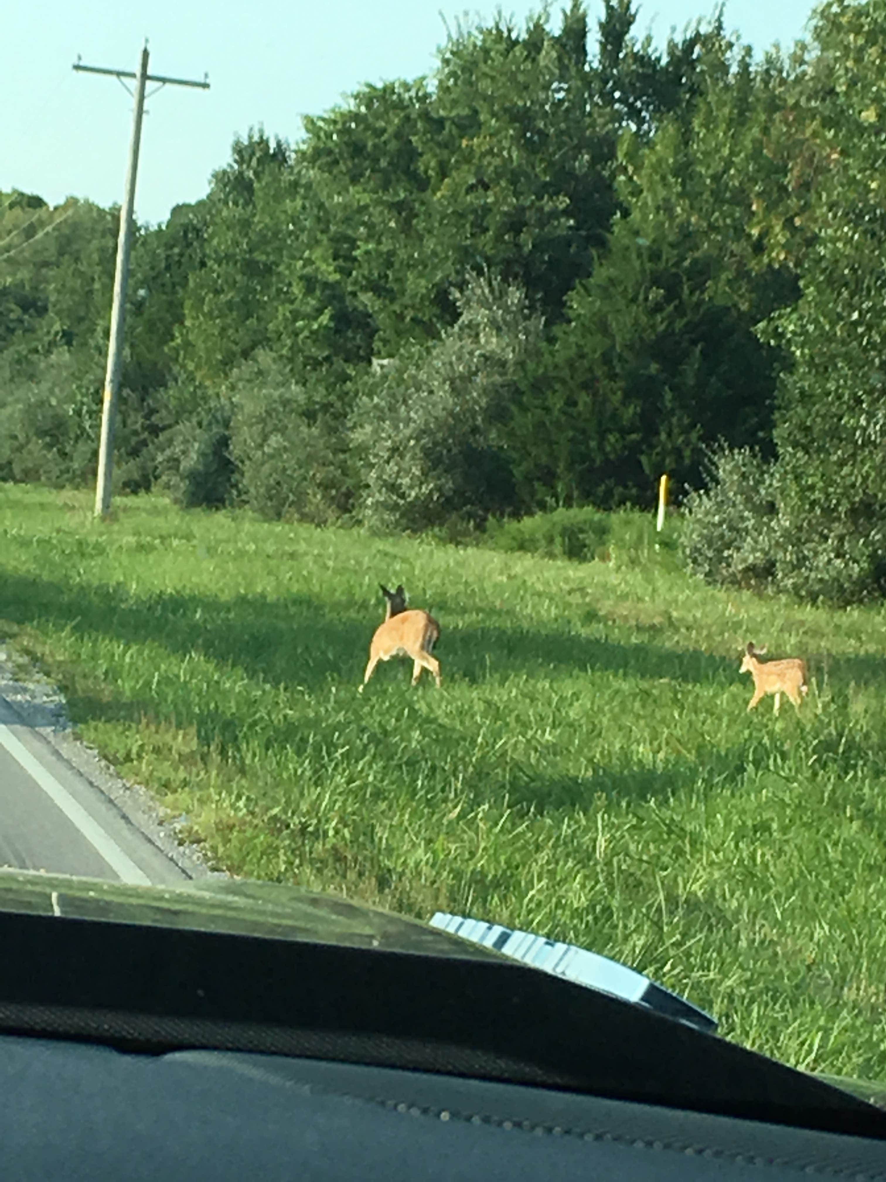 Camper-submitted photo at South Marcum Campground near Whittington, IL