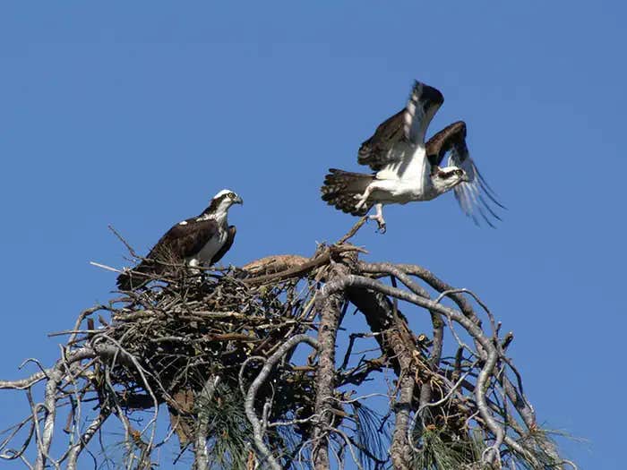 Camper submitted image from Glory Hole Recreation Area - 1