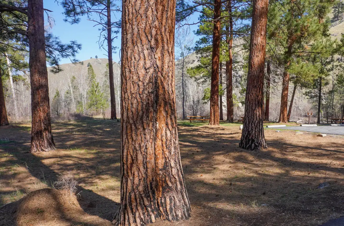 Camper-submitted photo at Spring Gulch near Conner, MT