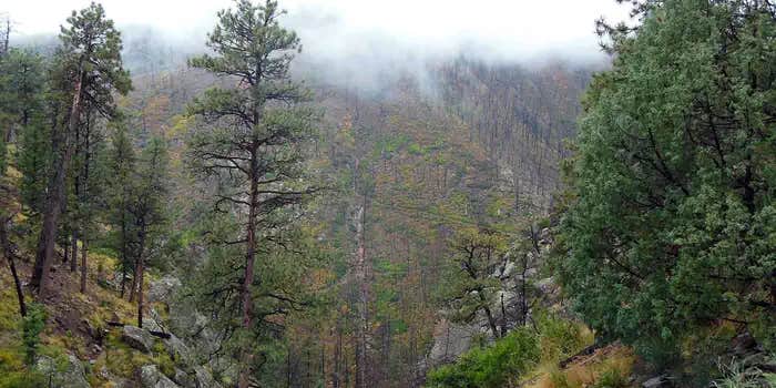 Camper submitted image from Ponderosa Group Campground — Bandelier National Monument