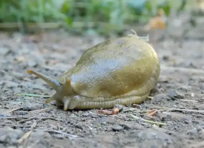 Camper-submitted photo at Alsea Falls Recreation Site (campground) near Blodgett, OR