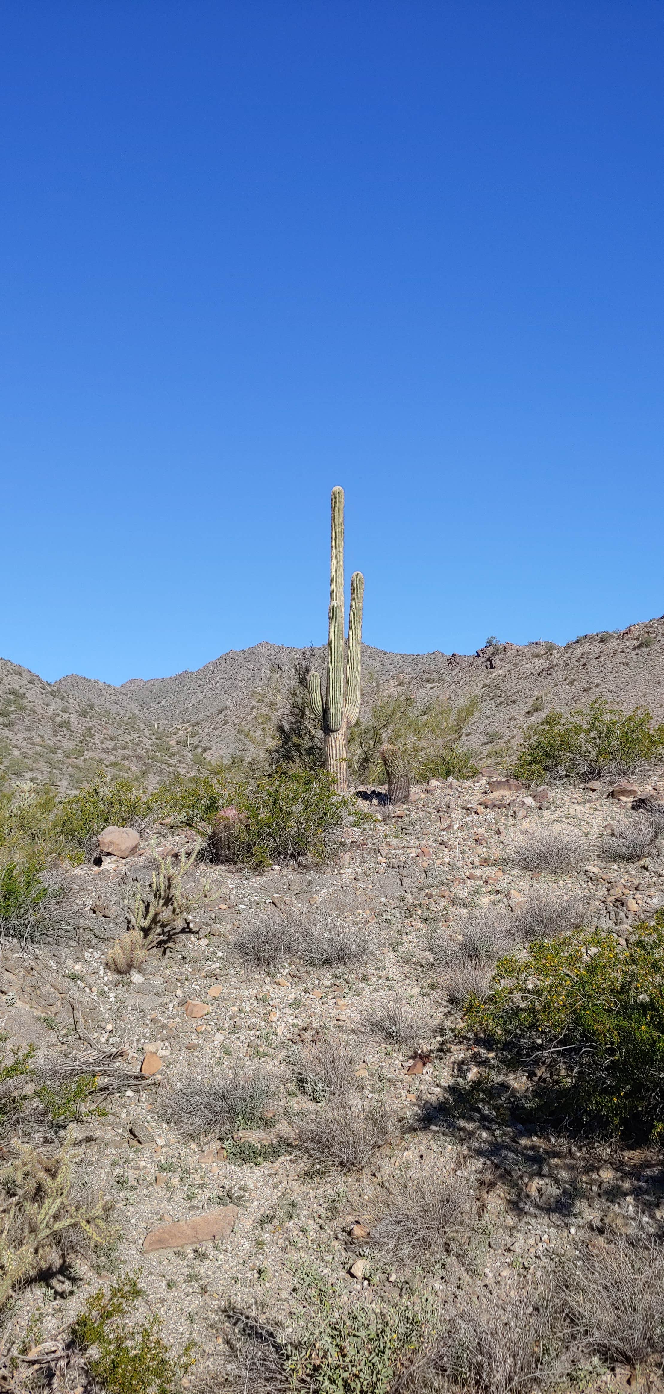 Camper-submitted photo at Skyline Regional Park near Glendale, AZ
