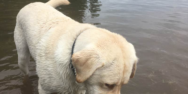 Camper submitted image from Pine Hollow Lakeside Resort