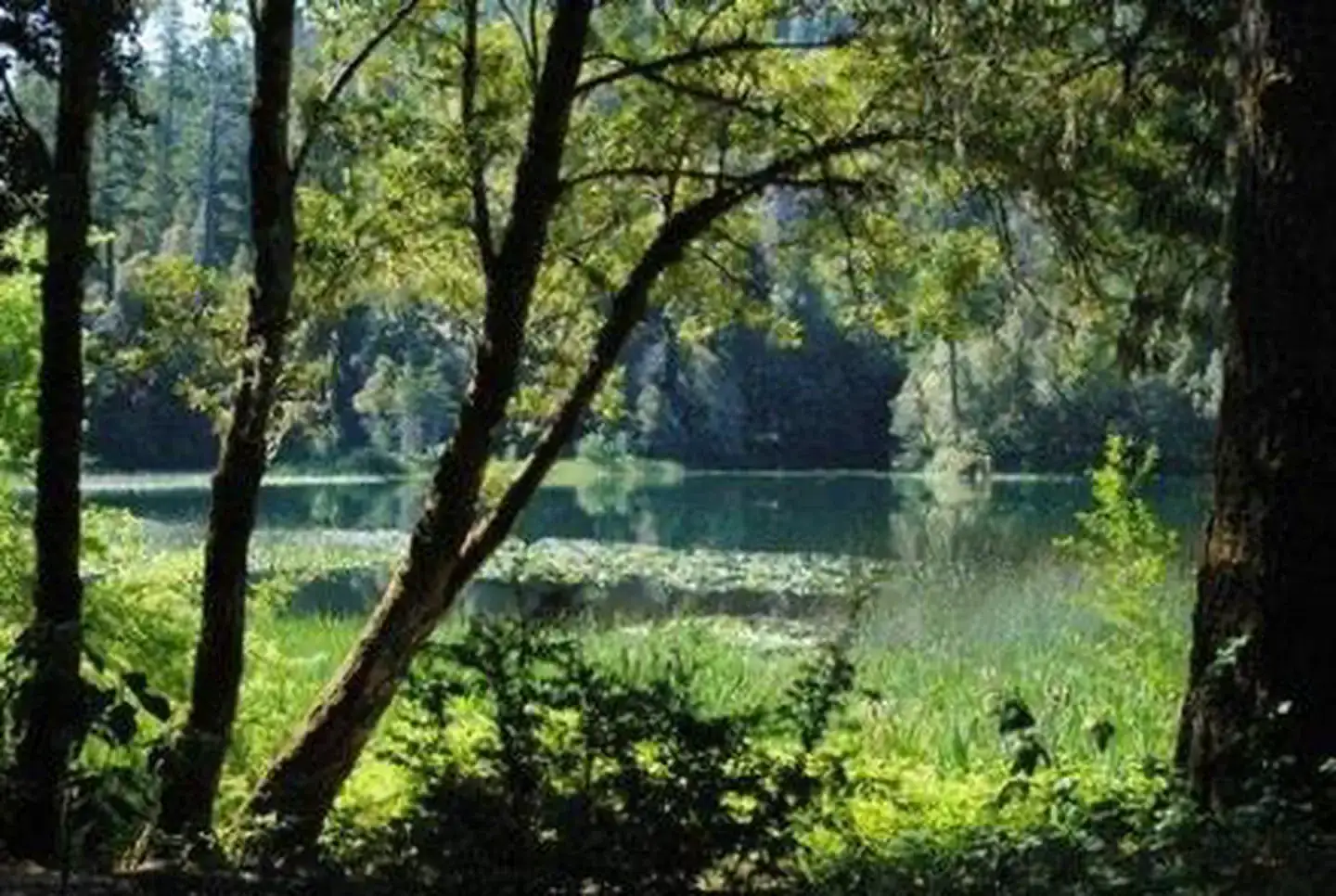 Camper-submitted photo at Fish Lake Campground near Somes Bar, CA