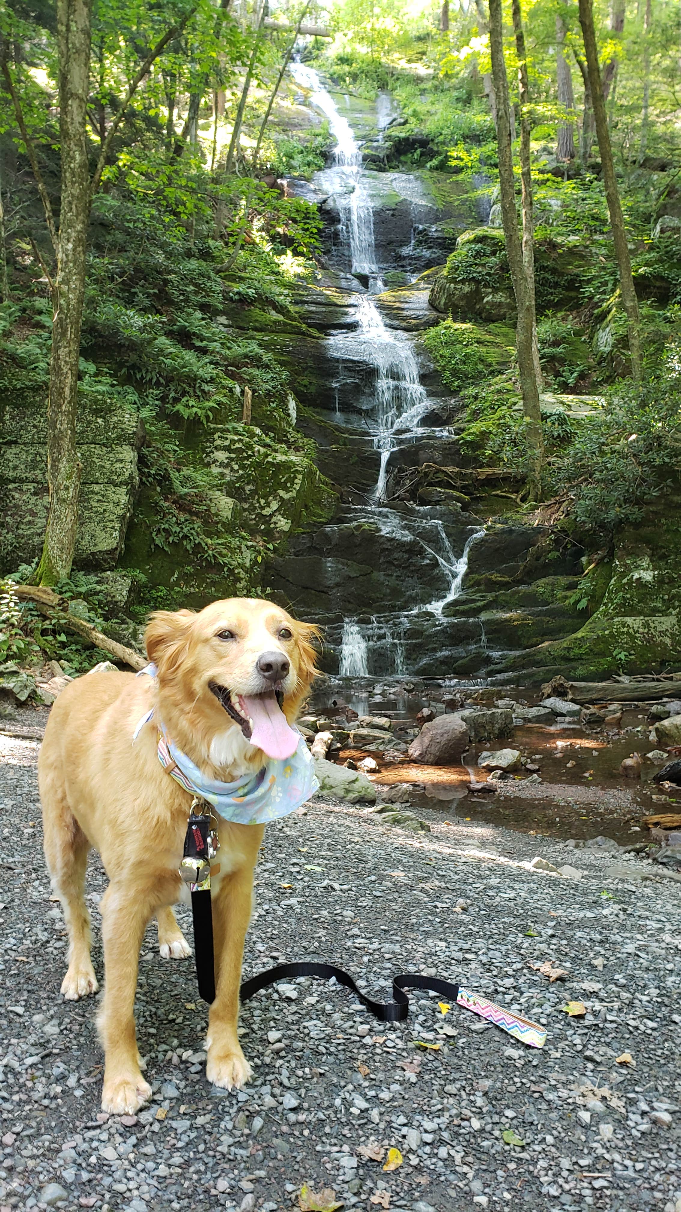 Christina H.'s photo of camping with pets at Stokes State Forest near Wallpack Center, NJ