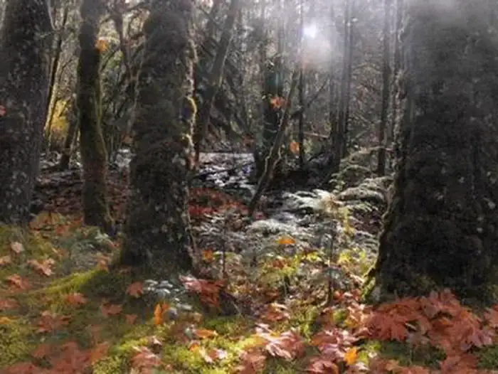 Camper-submitted photo at French Pete Campground near Deschutes National Forest