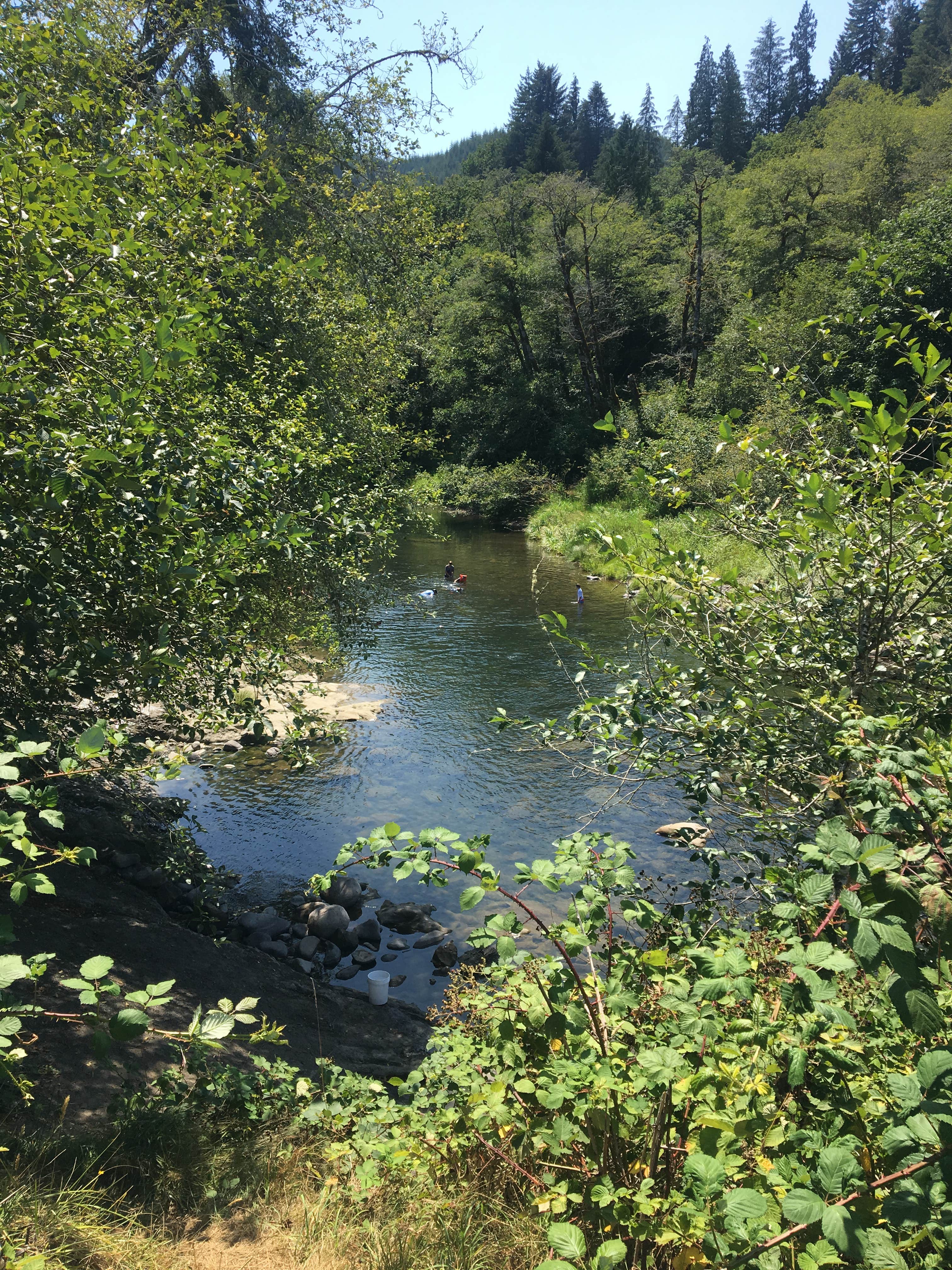 Camper-submitted photo at Moonshine Park near Logsden, OR