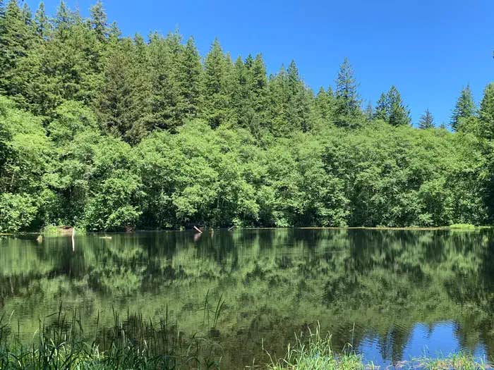 Camper submitted image from Hebo Lake Campground - 1