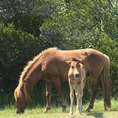 Review photo of Bayside Assateague Campground — Assateague Island National Seashore by Mackenzie L., August 7, 2019