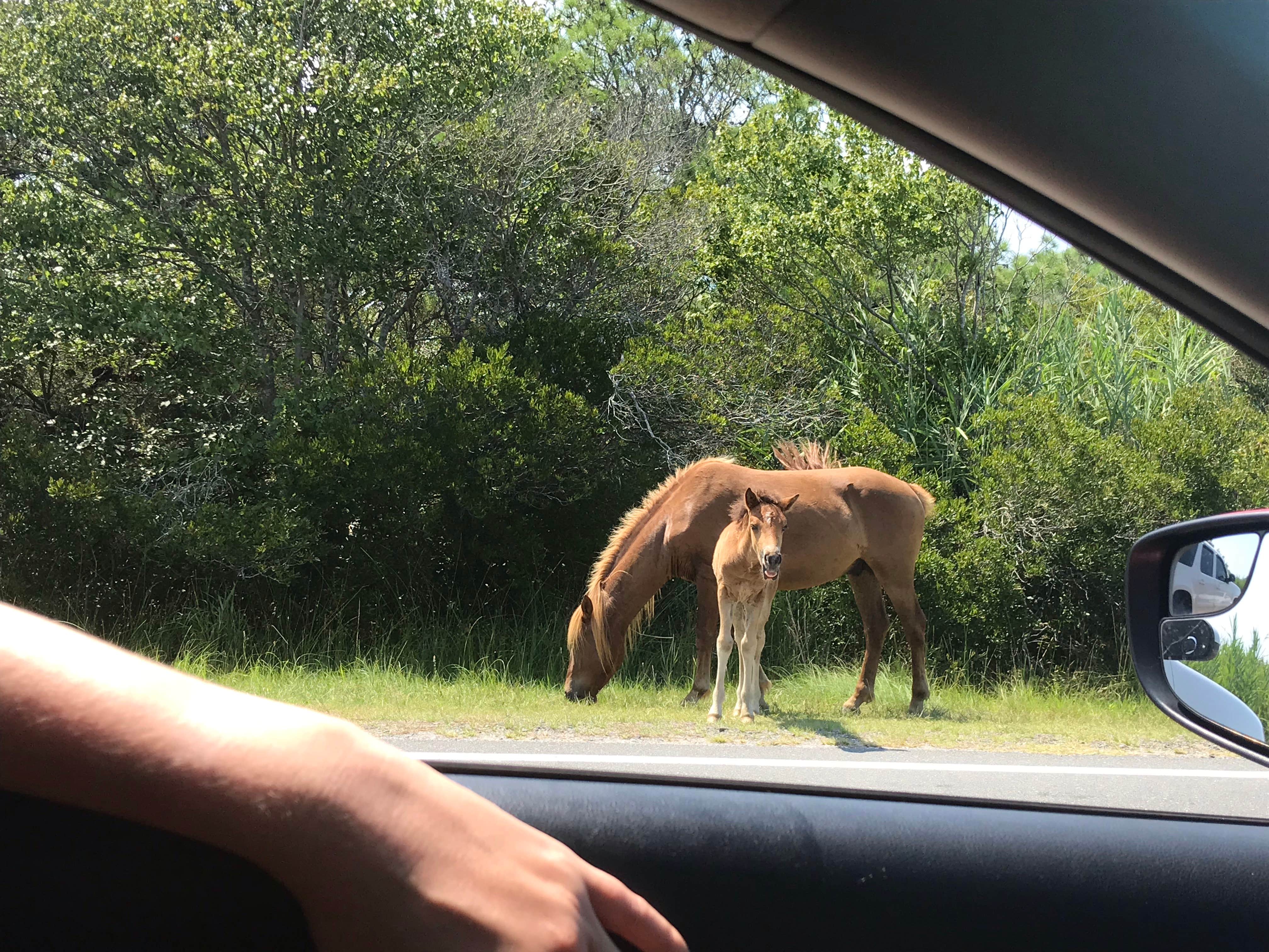 Mackenzie L.'s photo of camping with a horse at Bayside Assateague Campground — Assateague Island National Seashore near Assateague Island National Seashore