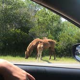 Review photo of Bayside Assateague Campground — Assateague Island National Seashore by Mackenzie L., August 7, 2019