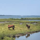 Review photo of Bayside Assateague Campground — Assateague Island National Seashore by Mackenzie L., August 7, 2019